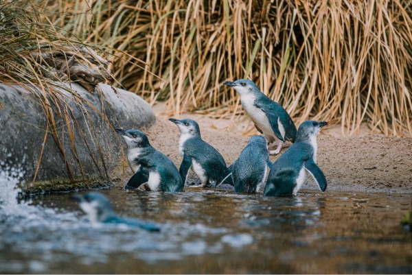 National Aquarium of New Zealand